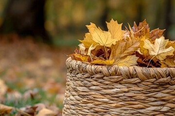 Wall Mural - Fall botany leaves in the Autumn season. Outdoor foliage with copy space