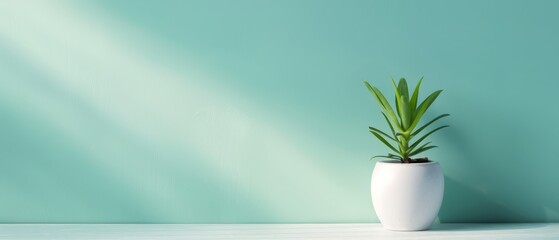 Canvas Print -  A potted plant in a white vase sits on a table, positioned against a teal green wall Sunlight streams in through the window