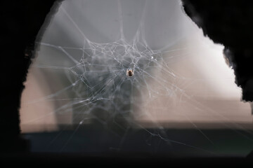 spider web in the morning