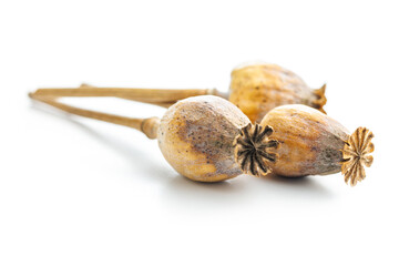 Canvas Print - Dry poppy heads  isolated on white background.