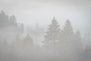 Naklejka na meble las w porannej mgle