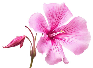 Sticker - PNG Blossom flower petal plant.