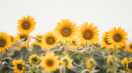 Wall Mural - Sunflowers in a Field