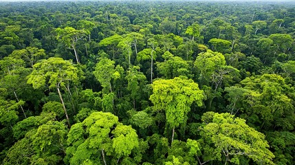 Wall Mural -   A dense forest featuring numerous tall trees with abundant green foliage atop them