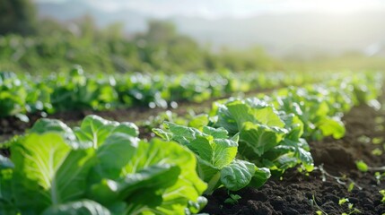 Freshly Grown Lettuce in a Field