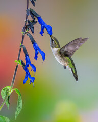 Wall Mural - Ruby-throated hummingbird feeding on Zinnia