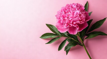 Poster -  Pink flower on pink background with green leafy stem and single pink flower atop