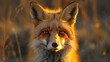 © Nabil - A close-up portrait of a red fox looking directly at the camera.