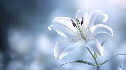 Poster -  White flower in blue backdrop, blurred center