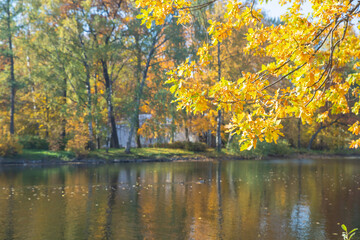 Wall Mural - autumn oak branch with yellow leaves. autumn quiet landcape wth golden trees over river in forest. o