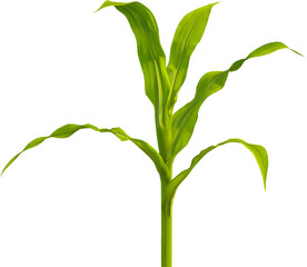 Wall Mural - Side view of young maize plant - corn