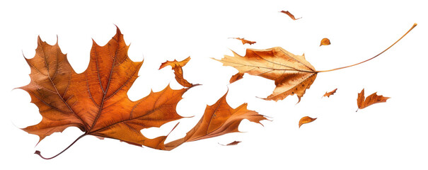 Wall Mural - png leaf blowing animal plant shark.