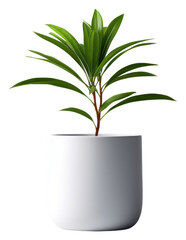 Canvas Print - PNG Plant leaf vase potted plant.