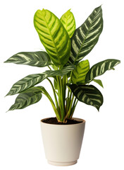 Wall Mural - PNG Plant houseplant leaf transparent background.