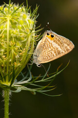 Wall Mural - Cute butterfly. Lampides boeticus. Pea blue. Long-tailed Blue. Nature background. 