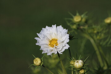 Wall Mural - Sweden. Cosmos bipinnatus, commonly called the garden cosmos or Mexican aster, is a medium-sized flowering herbaceous plant in the daisy family Asteraceae, native to the Americas. 