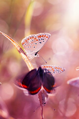 Wall Mural - A photo of a butterfly photographed in its natural life. Nature background. 