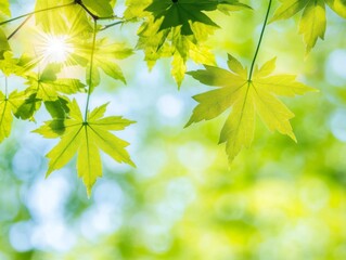 Maple tree branches with fresh green leaves in spring