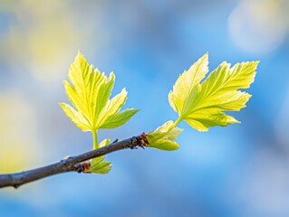 Wall Mural - Green maple leaves on spring branches