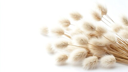 Wall Mural - White fluffy bunny tails grass isolated on white background Dried Lagurus flowers grasses : Generative AI