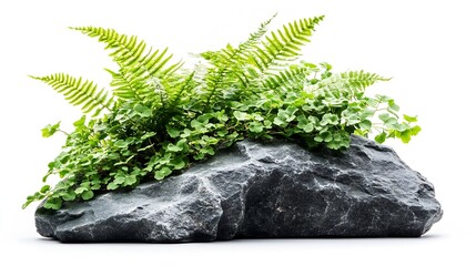 Aufkleber - Tropical plant stone rock fern bush tree isolated on white background with clipping path : Generative AI
