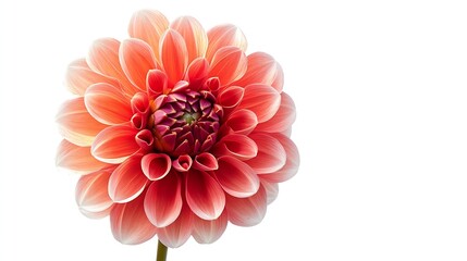 Wall Mural - Dahlia flower  on a  white isolated background with clipping path Closeup  Nature : Generative AI