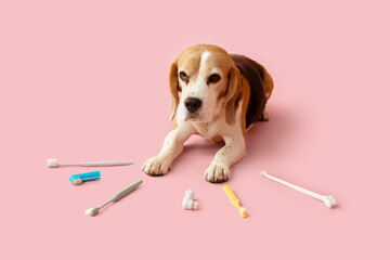 Wall Mural - Cute dog lying among various toothbrushes on pink background