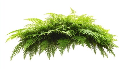 Wall Mural - Tropical plant fern moss bush shrub tree isolated on white background with clipping path : Generative AI