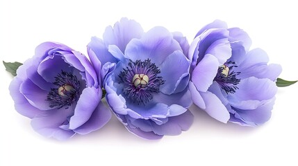 Aufkleber - Bluepurple  peony flower  on white isolated background with clipping path Closeup For design Nature : Generative AI