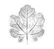 © CaptureAndCompose - Black and white fig leaf print stamp of botanical illustration. Plain leaf sketched art on plain white background