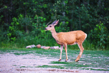 Female doe deer standing in meadow with forest background