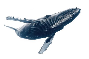 Canvas Print - A humpback whale leaps out of the ocean, showcasing its acrobatic abilities