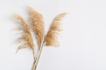 Wall Mural - Dry reeds on white background