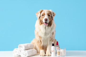 Wall Mural - Australian Shepherd dog with bath accessories on table against blue background