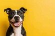 © Dzikrul Husnani - Smiling dog with happy expression face Isolated on Yellow background , ai