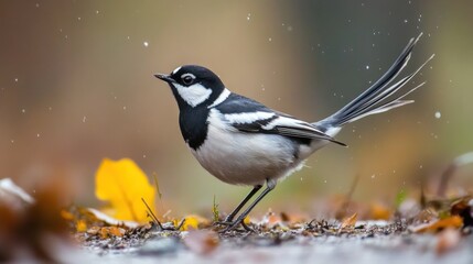 Wall Mural - Black-and-White Wagtail Bird in Autumn Rain