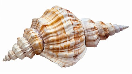 Wall Mural - A high-quality image of a shell in close-up, suitable for use in various design projects