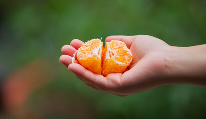 Canvas Print - Close up of a hand holding a tangerine or mandarin