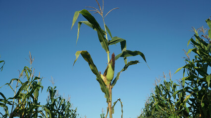 Corn plants on the Cornfield. Still green, young and raw. Blue sky background. Focus selected