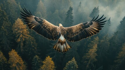 Wall Mural - above view of flying bird, Eagle, over forest background