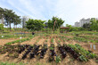 © JinChang - Gwonseon-gu, Suwon-si, Gyeonggi-do, South Korea - May 7, 2022: Spring view of vegetable garden with the bacground of a hut and apartments at Durettel Park