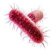 © Nahin - bacteria isolated on transparent background.png