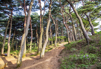 Wall Mural - Gochang-gun, Jeollabuk-do, South Korea - April 22, 2022: Spring view of dirt trail and pine trees at Gochangeupseong Fortress