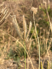 Poster - dry grass in the forest