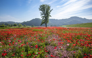 Wall Mural - Haman-gun, Gyeongsangnam-do, South Korea - May 16, 2022: Spring view of red poppy on flower bed against a poplar tree near Akyang Bank in the mroning