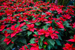 © eve orea - Festive poinsettia flowers background for Christmas