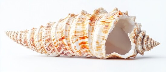 Wall Mural - Spiral Seashell on White Background