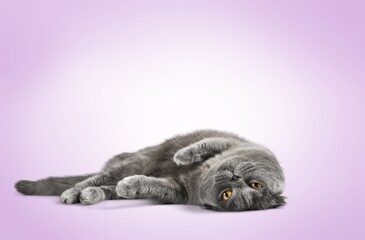 Wall Mural - Cute domestic cat pet sleeping