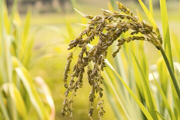 A close-up view of a rice plant