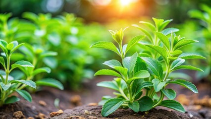 Wall Mural - Stevia plant growing in a vibrant herb garden, Stevia, plant, herb, garden, green, fresh, healthy, natural